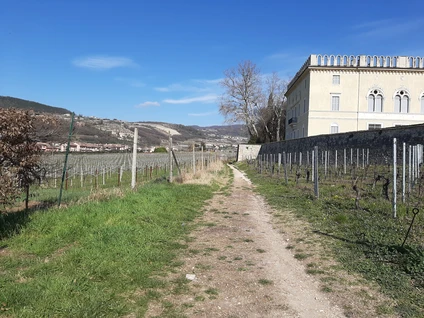 Wine walk in Valpolicella among terraced vineyards 11