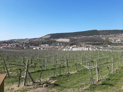 Wine walk in Valpolicella among terraced vineyards 19