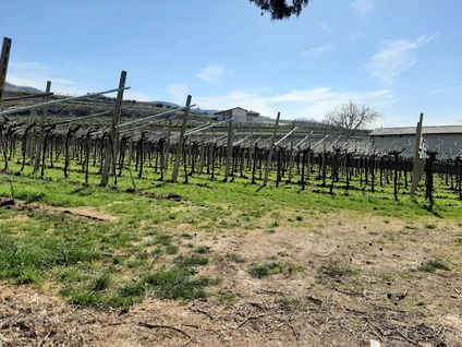 Wine walk in Valpolicella among terraced vineyards 23