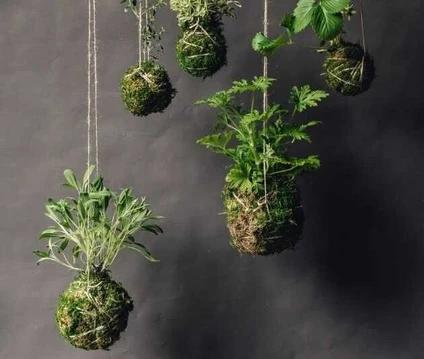 Creating a Kokedama in a floral workshop with expert botanist 7
