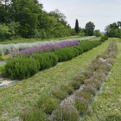 Walk with herbalist to discover the medicinal herbs of Lake Garda 1