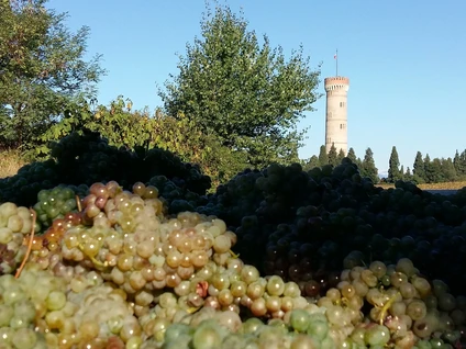 Verkostung von Lugana-Weinen in einem Weinkeller in Desenzano del Garda