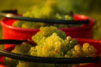 Verkostung von Lugana-Weinen in einem Weinkeller in Desenzano del Garda 11