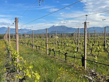 Verkostung von Lugana-Weinen in einem Weinkeller in Desenzano del Garda 4