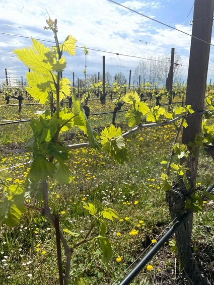 Verkostung von Lugana-Weinen in einem Weinkeller in Desenzano del Garda 2
