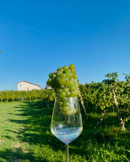 Lugana Weinverkostung im Weinberg am Gardasee 3