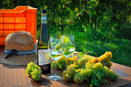 Lugana wines tasting in a vineyard at Lake Garda 2