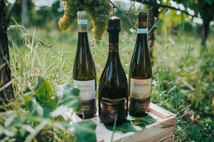 Lugana wines tasting in a vineyard at Lake Garda 1