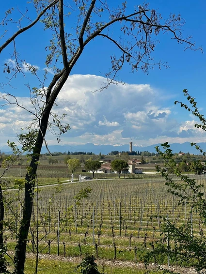 Picnic among the vineyards of the moraine hills of Lake Garda 15