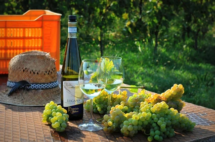 Lugana wines tasting in a vineyard at Lake Garda