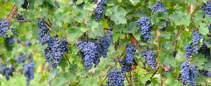 Lugana Weinverkostung im Weinberg am Gardasee 9