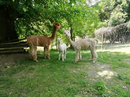 Visit to the Alpaca Farm and walk in the hinterland of Lake Garda