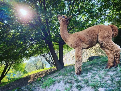 Visita alla Fattoria degli alpaca e passeggiata nell’entroterra del Lago di Garda 5