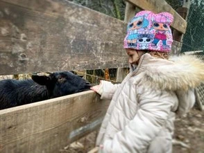 Visita alla Fattoria degli alpaca nell’entroterra del Lago di Garda 7