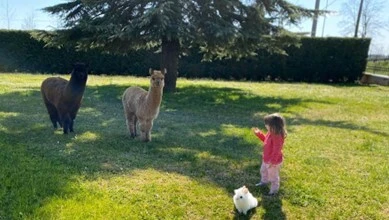 Visit to the Alpaca Farm and walk in the hinterland of Lake Garda 8