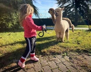 Alpaca Walk at Lake Garda from San Felice 3 Alpaca Walk at Lake Garda from San Felice 3