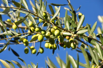 Verkostung von biologischem Olivenöl in den Hügeln von Alto Garda Trentino 2