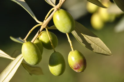 Verkostung von biologischem Olivenöl in den Hügeln von Alto Garda Trentino 3
