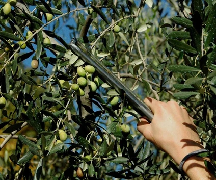 Verkostung von biologischem Olivenöl in den Hügeln von Alto Garda Trentino 1