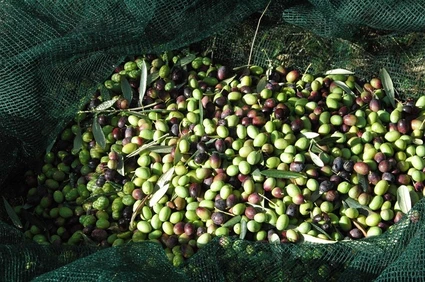 Verkostung von biologischem Olivenöl in den Hügeln von Alto Garda Trentino 6