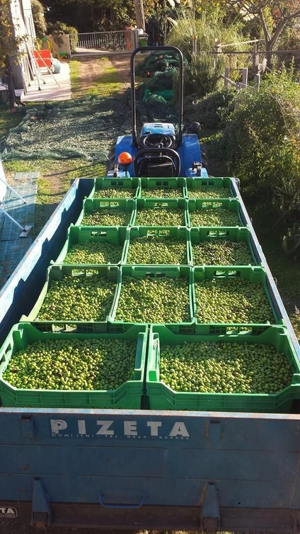 Verkostung von biologischem Olivenöl in den Hügeln von Alto Garda Trentino 7