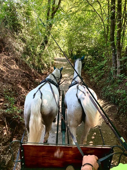 Carriage ride with lunch at Lake Garda 0