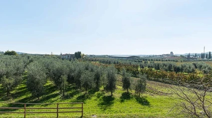 Organic picnic among the olive trees in the hinterland of Lake Garda 5