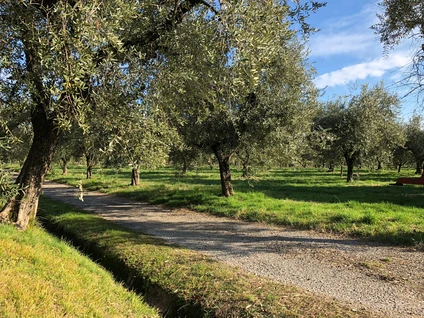 Verkostung von nativem Olivenöl extra und Bioweinen am Gardasee 20