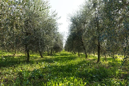 Organic picnic among the olive trees in the hinterland of Lake Garda 3