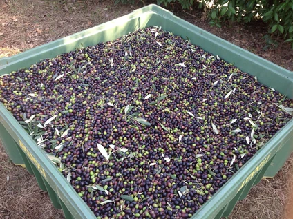 Verkostung von nativem Olivenöl extra und Bioweinen am Gardasee 15