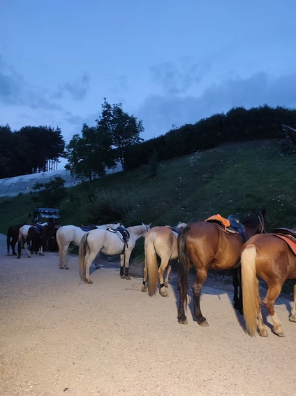 Horseback riding with a stop and tasting on a Trentino farm 4