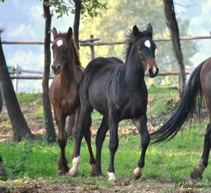 Lezione di equitazione individuale per principianti al Lago di Garda