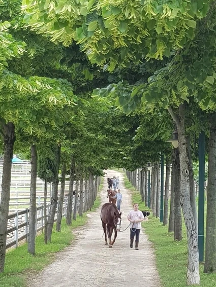 Passeggiata a cavallo nel ranch con vista sul Lago di Garda