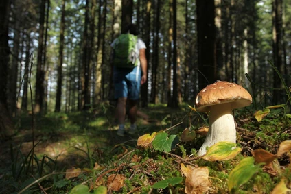A walk in the woods of the Lake Garda hinterland in search of wild mushrooms 4