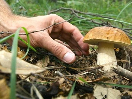 Passeggiata nei boschi dell'entroterra gardesano alla ricerca di funghi spontanei 5