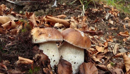 Passeggiata nei boschi dell'entroterra gardesano alla ricerca di funghi spontanei