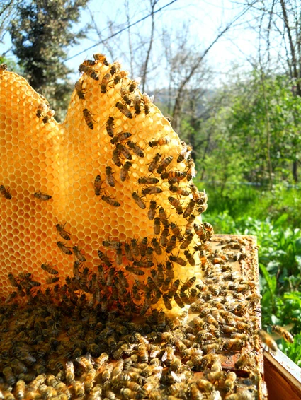 Auf der Entdeckung eines Bienenstocks: die Welt der Bienen an einem Tag 14