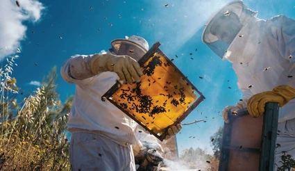 Auf der Entdeckung eines Bienenstocks: die Welt der Bienen an einem Tag 9