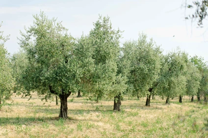 Organic picnic among the olive trees in the hinterland of Lake Garda 6