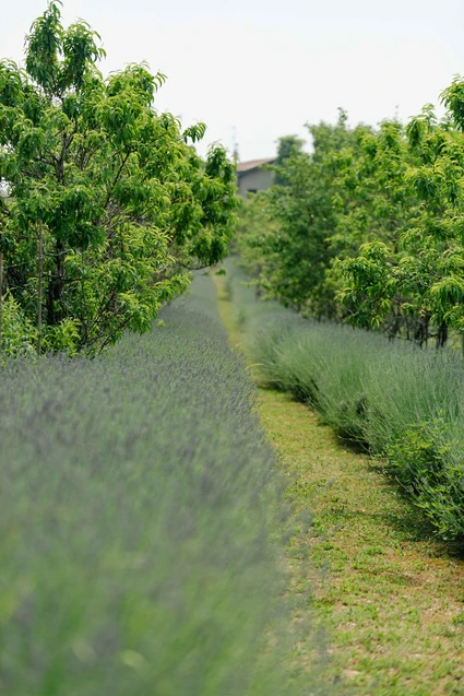 Organic picnic among the olive trees in the hinterland of Lake Garda