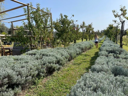 Bio-Picknick unter den Olivenbäumen im Hinterland des Gardasees 11