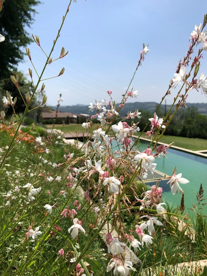 Wine tasting in an 18th century villa at Salò with a natural, organic pool 7