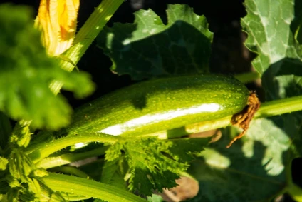 Harvesting vegetables in the dynamic organic garden with an agronomist 4