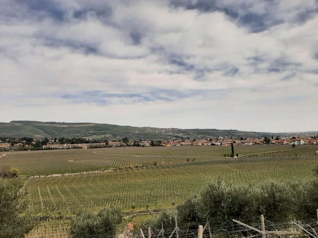 Wine walk in Valpolicella among terraced vineyards
