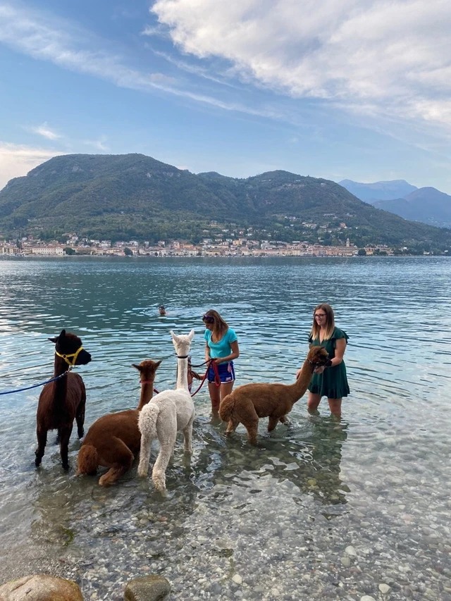 Wanderung mit dem Alpaka am Gardasee von San Felice aus