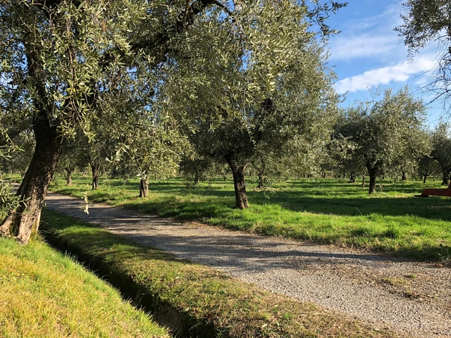 Lake Garda olive oil: where to taste it