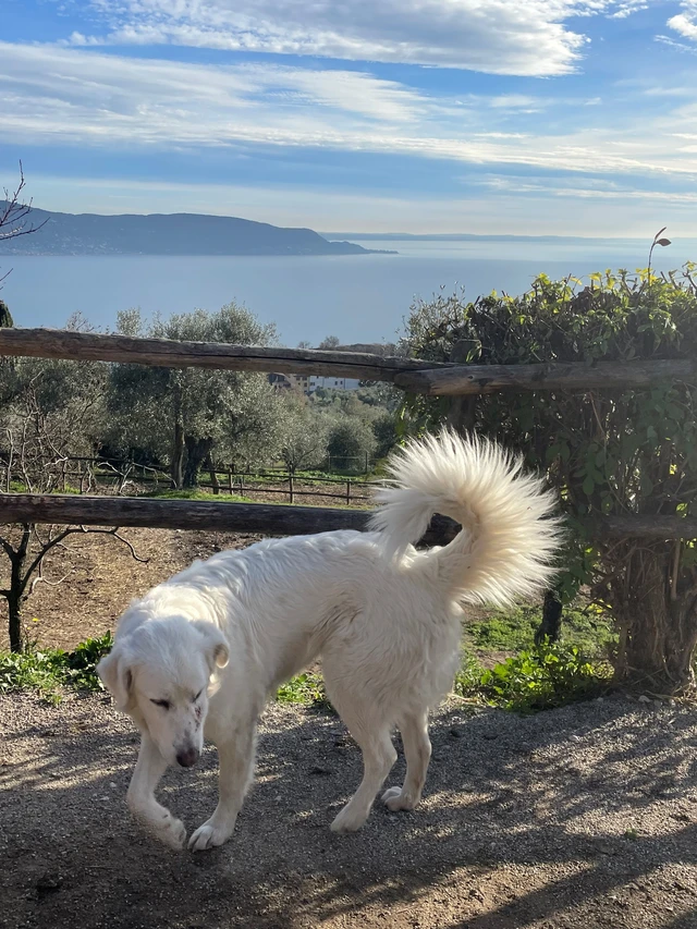 Vacanze con il cane sul Lago di Garda: quali consigli?